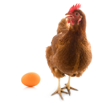El huevo y la gallina son alimentos que representan una fuente rica de proteína, son nutritivos y económicos