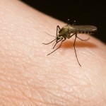 Dengue hacia la ciudad de México, picadura del mosco Aedes aegypti,síntomas de la picadura del mosco, dolores articulares, de cabeza y en la parte posterior de los ojos, fiebre, conjuntivitis,