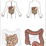 tipos de cáncer, síntomas tratamientos, cáncer del aparato digestivo