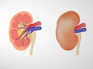 insuficiencia renal, funciones, purificación de la sangre, síntomas, diálisis, trasplante, consejos saludables, alimentación saludable, insuficiencia renal aguda, insuficiencia renal crónica, hemodiálisis, diálisis peritoneal, tratamiento,