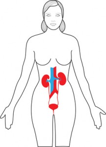 enfermedades renales, higiene, primeros meses de edad, lactancia, adolescencia, embarazo, adultos mayorres, embarazo, período menstrual, prevenir infecciones, educación para la salud