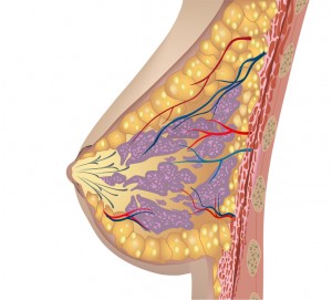 La mama está constituida de tres cosas: la glándula mamaria, grasa y redes fibrosas que dan sostén.