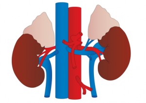 Insuficiencia Renal Crónica, presión Sanguinea, glóbulos rojos, orina, hemoglobina, riñones, hematocrito, enfermedades silenciosas, Anemia Renal, proteínas,