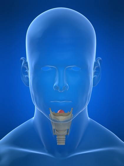 La laringe está situada en la parte anterior del cuello, por encima de la tráquea y alberga a las cuerdas vocales.