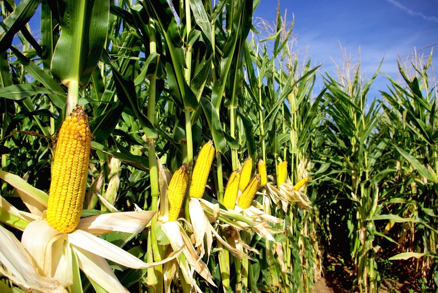 Dicen los investigadores que en esta “nueva revolución verde” los campesinos y la agricultura en general, serían los más beneficiados. FOTO: Depositphotos