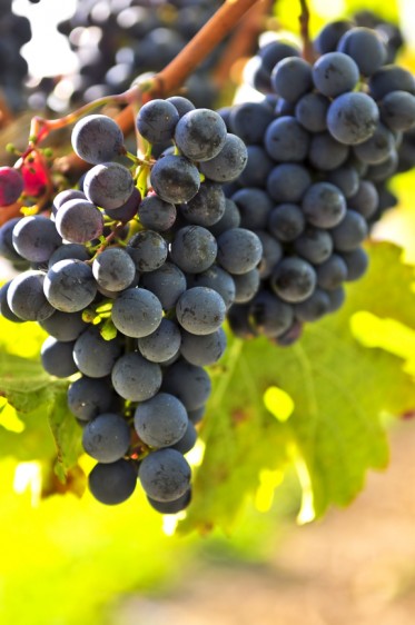 La presencia de antioxidantes en las uvas y sus derivados evitan la oxidación del colesterol y su acumulación en las arterias, lo que evita el bloqueo y la formación de coágulos. 