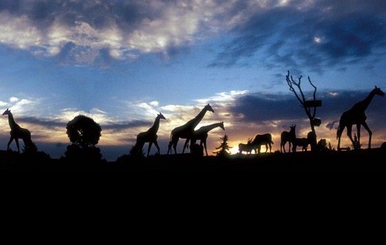Atardecer en Africam Safari