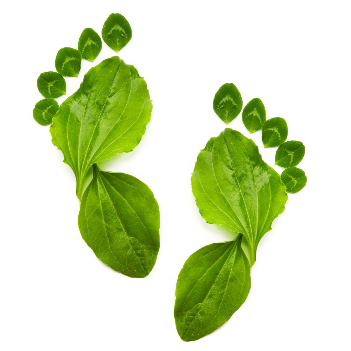 Huella de un pie hecha con hojas de plantas verdes