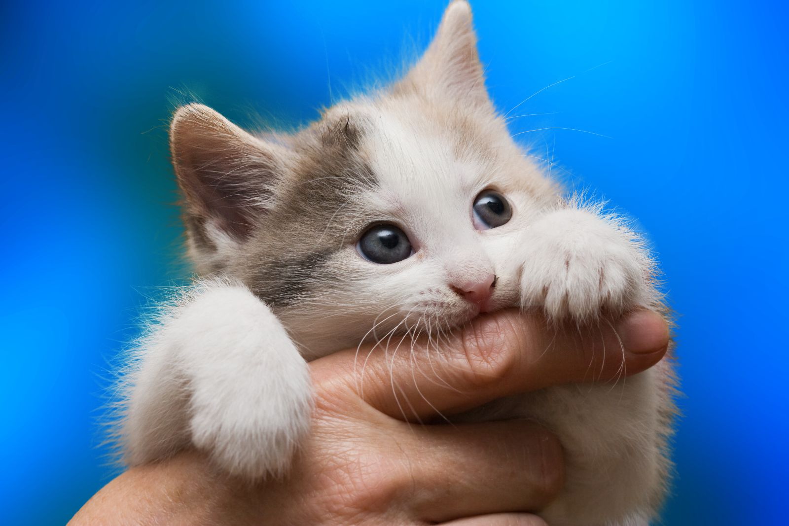 Gatito mordiendo un dedo de una mano en fondo azul