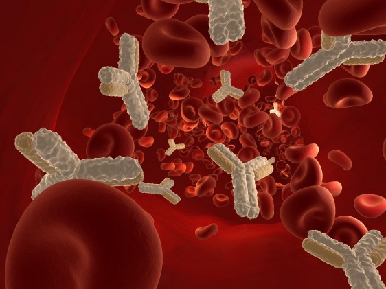 Simulación 3D de anticuerpos y globiulos rojos en un torrente sanguieno