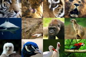 collage de animales sivestres