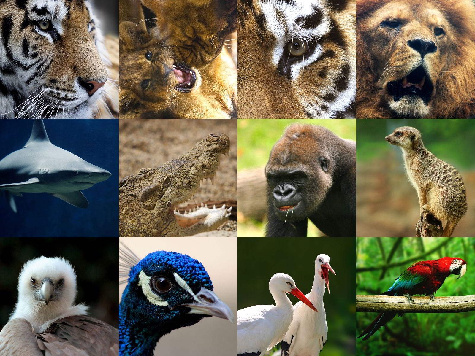 collage de animales sivestres