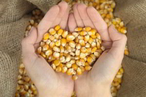 Manos juntas y con granos de maíz que forma un corazón en el fondo un costal de maíz