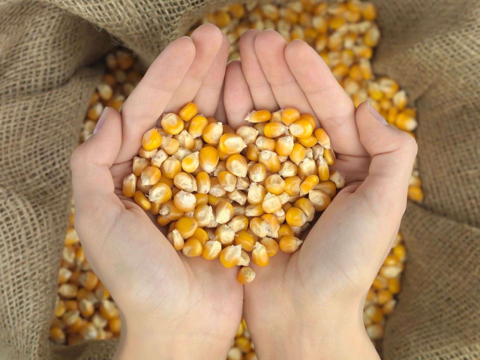 Manos juntas y con granos de maíz que forma un corazón en el fondo un costal de maíz