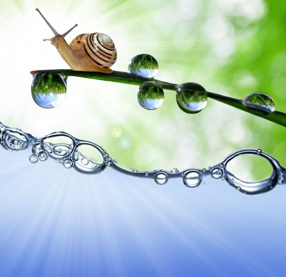 Caracol en una rama llena de gotas de agua abajo una ola de agua al fonodo un entorno verde