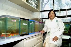 Liliana Favari Perozzi, en su laboratorio con peceras