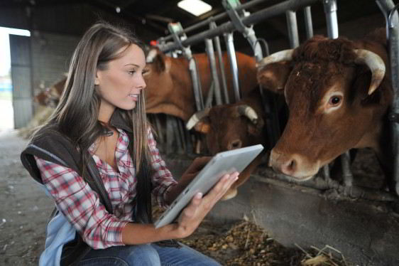 Mujer en un granero revisando información al lado de una vaca