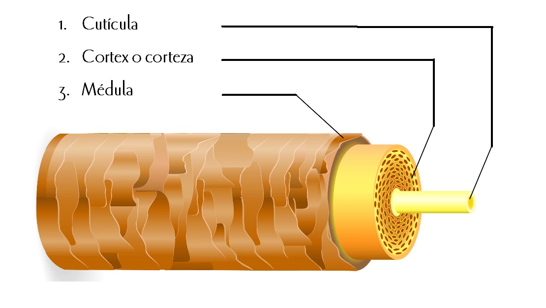 Ilustración de la estructura del cabello