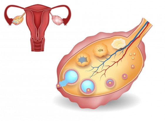 ilustración de ovarios