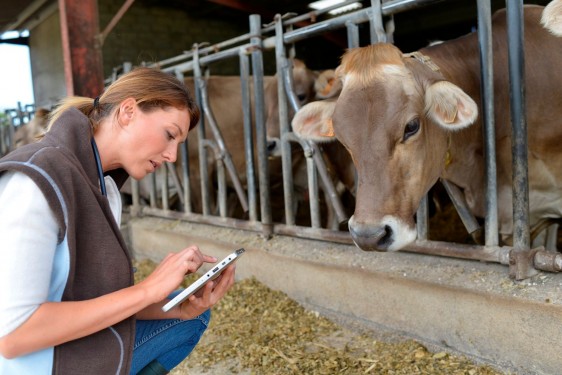 Veterinaria apuntando datos con una vaca al lado