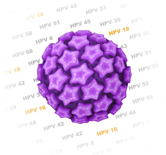 Virus del Papiloma Humano (VPH) aumenta vulnerabilidad de mujeres a  transmisión del VIH - Plenilunia