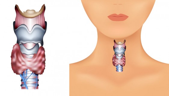 Ilustración de ubicación de la tiroides