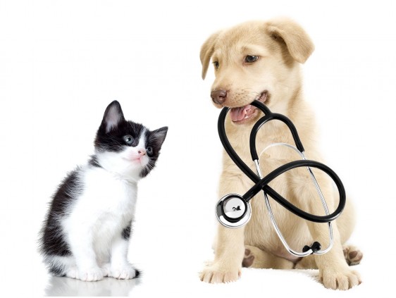 Gato con un perro que sostiene un estetoscopio