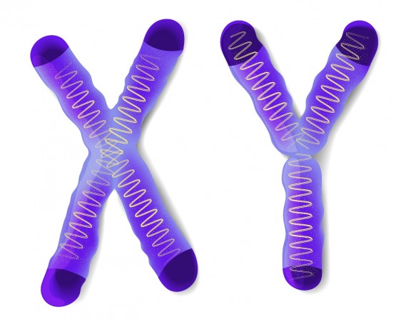 Sex Chromosome X and Y
