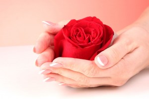 par de manos de mujer sosteniendo rojo rosa sobre fondo rosa