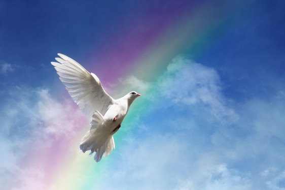 Paloma blanca volando al fondo un cielo azul y un arco iris