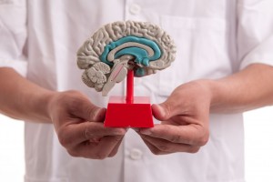 médico con modelo del cerebro en sus manos