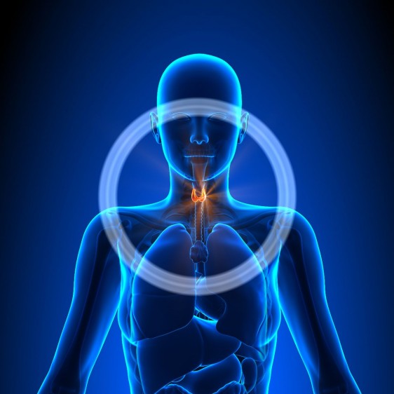 Ilustración con un cuerpo de mujer con un circulo en el cuello para indicar la ubicación de la tiroides