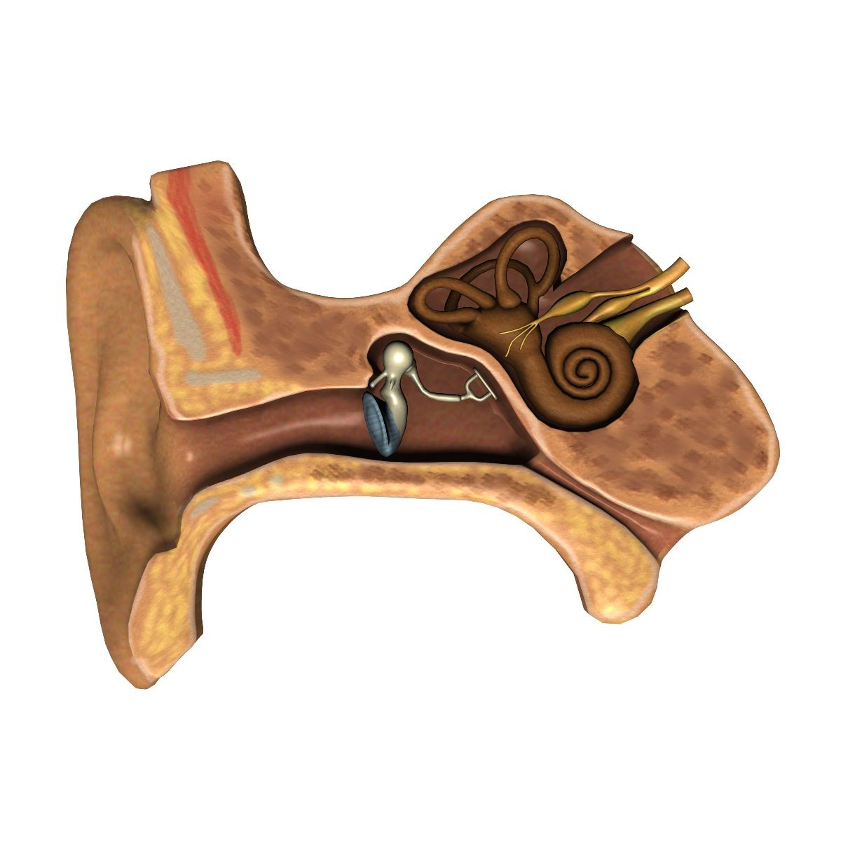 Ilustración con los huesos y órganos del oido