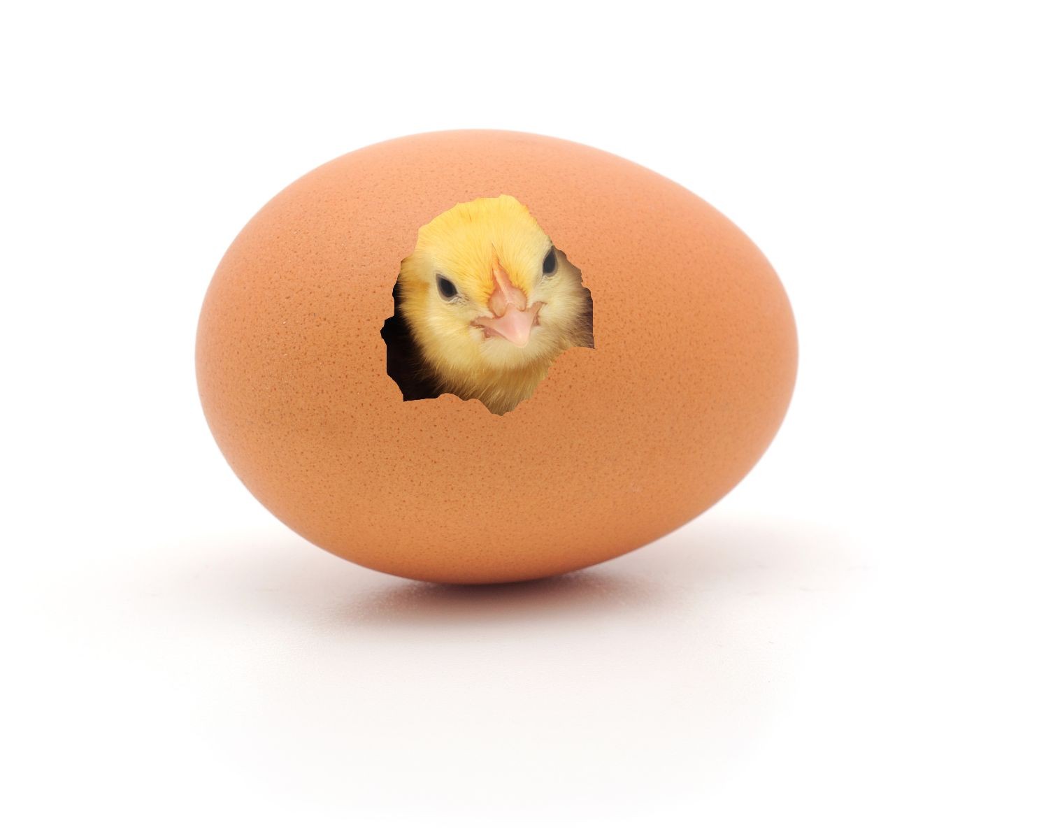 Pollito saliendo de un huevo