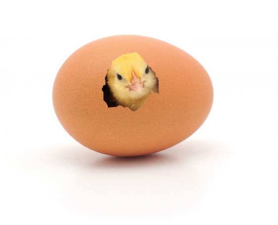 Pollito saliendo de un huevo