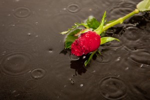Rosa roja tirada en una calle de asfalto de un día lluvioso