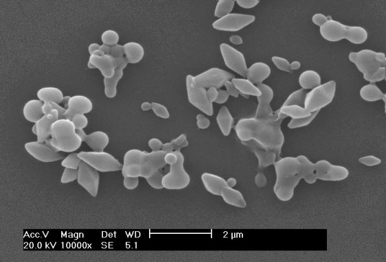 fotografía de microscopía electrónica de barrido de la bacteria con su cristal "bipiramidal" y algunas esporas, no están encapsuladas con el amaranto, sino en forma natural
