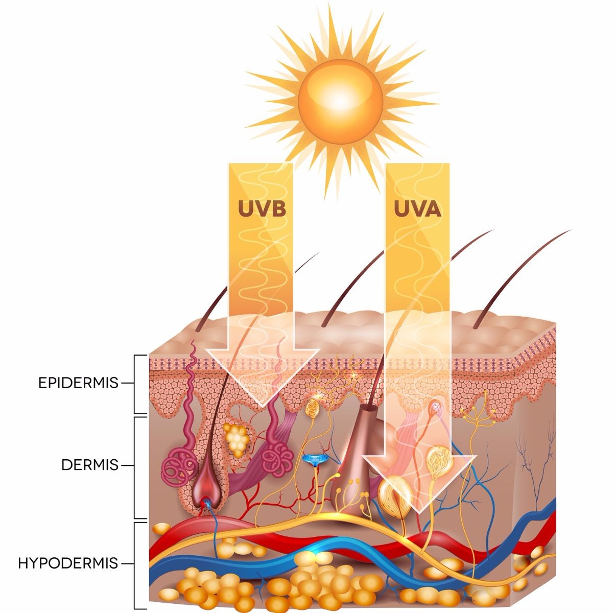 Ilustracipon de capas de la piel y rayos solares
