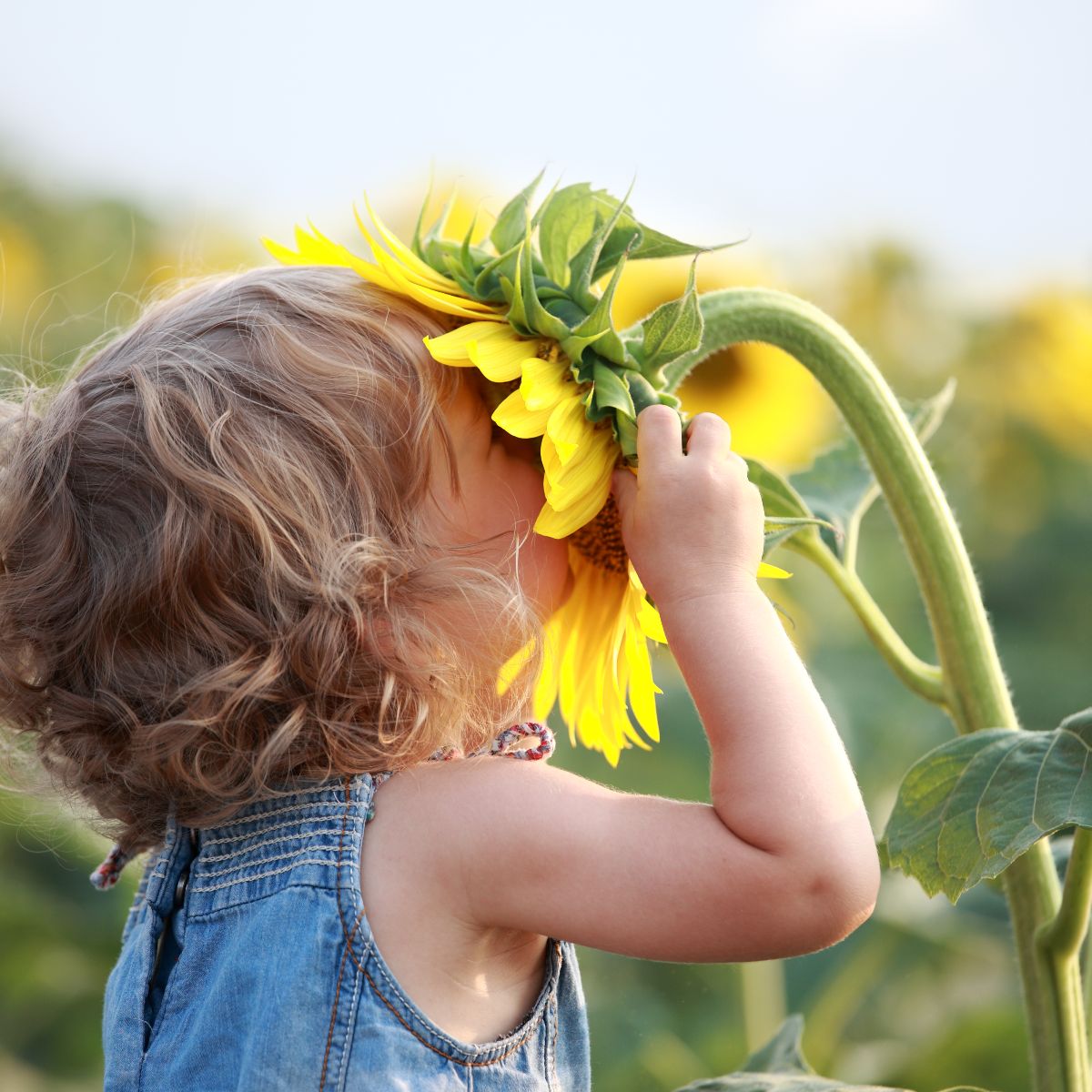 Niña oliendo un girasol