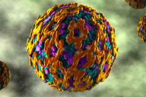 Virus de la fiebre amarilla