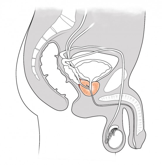 Ilustración del organo resproductor masculino destacando  la próstata