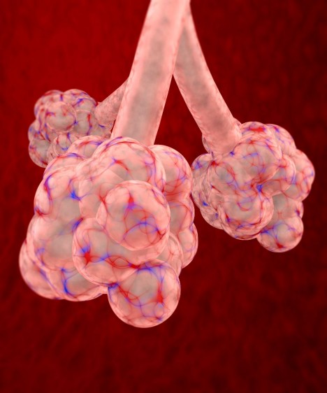 Ilustración de alvéolos pulmonares en el pulmón