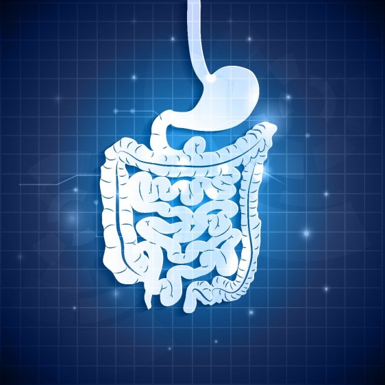 Ilustración del aparato gastrointestinal humano y fondo abstracto azul con tonos claros