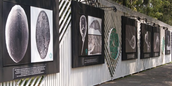 La exposición reúne en imágenes de gran formato, años de investigación realizada en Cinvestav sobre virus, parásitos y amibas, entre otros agentes patógenos.
