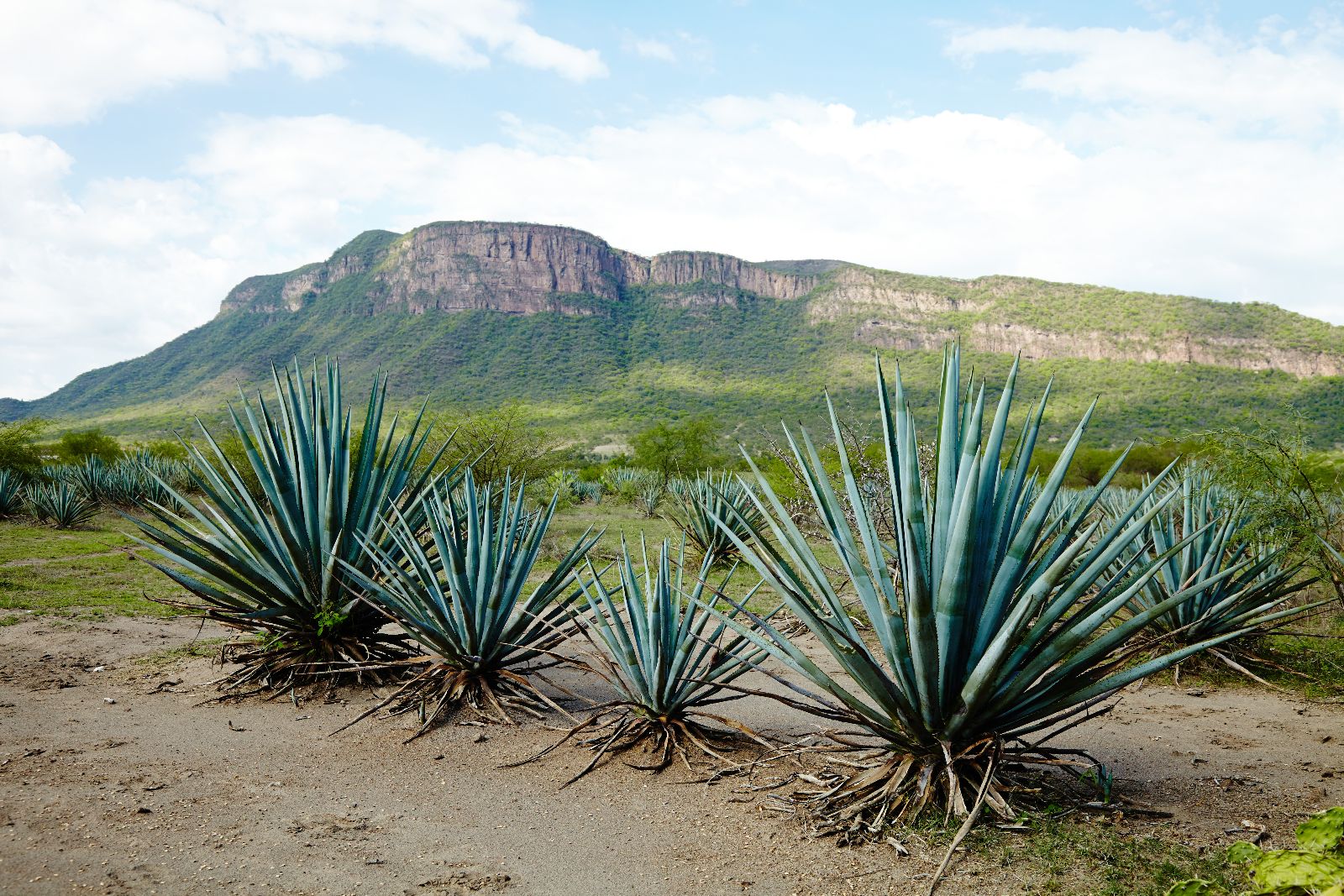 Agave en Guadalajara, Jalisco, Mexico.