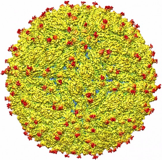 Una representación de la superficie del virus Zika mostrándose en rojo la cubierta glicoproteína E