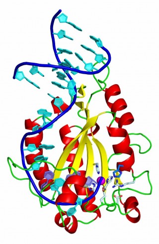 Estructura tridimensional de la proteína relaxasa unida a un fragmento de ADN. La histina, esencial para cortar y transferir el ADN, se muestra en azul (abajo a la derecha) (Radoslaw Pluta, IRB Barcelona)