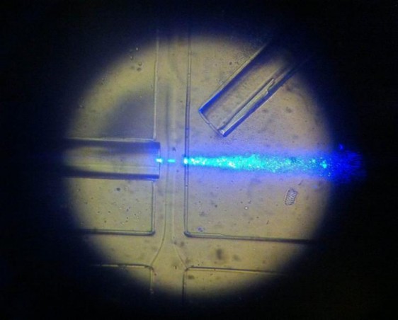 En la parte superior se puede ver el extremo de una fibra óptica que ilumina perpendicularmente con luz azul el canal fluídico, por donde circulan las células, que se mueven de izquierda a derecha.
