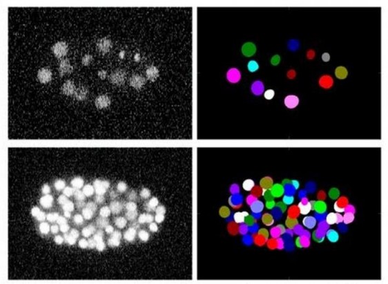 Ejemplo del análisis de un ví­deo sobre el desarrollo embrionario de un gusano C.elengans. La columna izquierda muestra las imágenes originales adquiridas con un microscopio óptico. La columna derecha, el resultado del análisis: cada cí­rculo de color identifica a una de las células.
