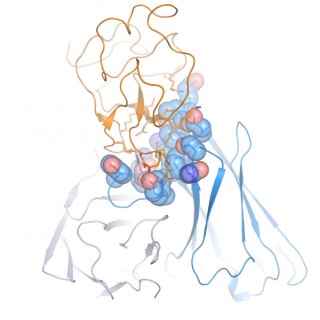 La estructura del brazo de unión ROR1 del anticuerpo biespecífico en complejo con ROR1 se determinó mediante cristalografía de rayos X.